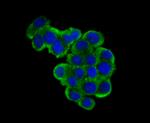 USP10 Antibody in Immunocytochemistry (ICC/IF)