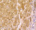 USP10 Antibody in Immunohistochemistry (Paraffin) (IHC (P))