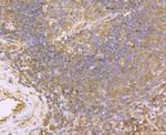 USP10 Antibody in Immunohistochemistry (Paraffin) (IHC (P))