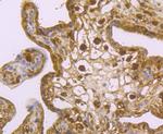 USP10 Antibody in Immunohistochemistry (Paraffin) (IHC (P))