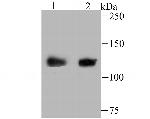USP10 Antibody in Western Blot (WB)
