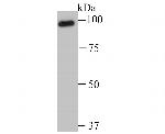 USP13 Recombinant Rabbit Monoclonal Antibody (JU72-38)