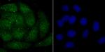 Histone Macro-H2A.1 Antibody in Immunocytochemistry (ICC/IF)