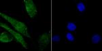 Histone Macro-H2A.1 Recombinant Rabbit Monoclonal Antibody (JU22-83)