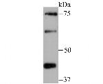Zyxin Antibody in Western Blot (WB)