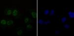DDB1 Antibody in Immunocytochemistry (ICC/IF)