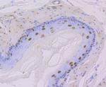 DDB1 Antibody in Immunohistochemistry (Paraffin) (IHC (P))