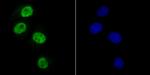 SAMHD1 Recombinant Rabbit Monoclonal Antibody (JU56-04)