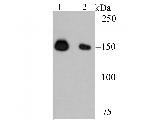NUP153 Antibody in Western Blot (WB)