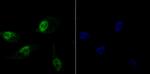 Histone H1.2 Antibody in Immunocytochemistry (ICC/IF)
