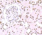 Histone H1.2 Antibody in Immunohistochemistry (Paraffin) (IHC (P))