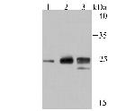 Histone H1.2 Antibody in Western Blot (WB)