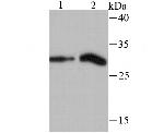 Histone H1.2 Antibody in Western Blot (WB)