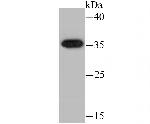 HSD11B1 Antibody in Western Blot (WB)