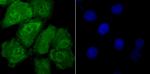 Drosha Antibody in Immunocytochemistry (ICC/IF)
