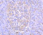 alpha-II Spectrin Antibody in Immunohistochemistry (Paraffin) (IHC (P))