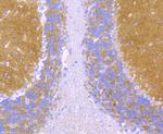 alpha-II Spectrin Antibody in Immunohistochemistry (Paraffin) (IHC (P))