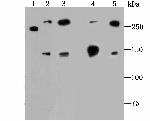 alpha-II Spectrin Antibody in Western Blot (WB)