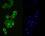 GPX4 Antibody in Immunocytochemistry (ICC/IF)