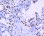 HLA-DQA1 Antibody in Immunohistochemistry (Paraffin) (IHC (P))