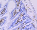 HLA-DQA1 Antibody in Immunohistochemistry (Paraffin) (IHC (P))