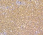 ORM1 Antibody in Immunohistochemistry (Paraffin) (IHC (P))