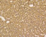 ORM1 Antibody in Immunohistochemistry (Paraffin) (IHC (P))