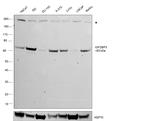 IGF2BP3 Antibody in Western Blot (WB)