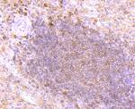 TIM-3 Antibody in Immunohistochemistry (Paraffin) (IHC (P))