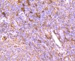 TIM-3 Antibody in Immunohistochemistry (Paraffin) (IHC (P))
