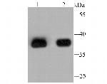 AKR1C1 Antibody in Western Blot (WB)