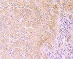 PCSK9 Antibody in Immunohistochemistry (Paraffin) (IHC (P))