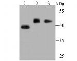 MTERFD1 Antibody in Western Blot (WB)