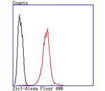 ZIC1 Antibody in Flow Cytometry (Flow)