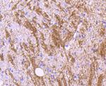 MOG Recombinant Rabbit Monoclonal Antibody (JM23-06)