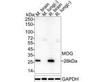 MOG Antibody in Western Blot (WB)