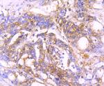 MVP Antibody in Immunohistochemistry (Paraffin) (IHC (P))