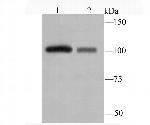 MVP Antibody in Western Blot (WB)