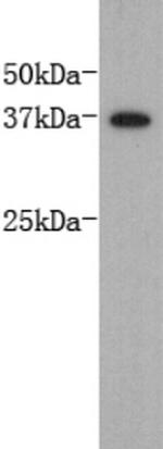 DPPA2 Antibody in Western Blot (WB)