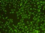 Rex1 Antibody in Immunocytochemistry (ICC/IF)