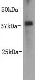 Rex1 Antibody in Western Blot (WB)