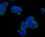 C9orf126 Antibody in Immunocytochemistry (ICC/IF)