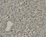 C9orf126 Antibody in Immunohistochemistry (Paraffin) (IHC (P))