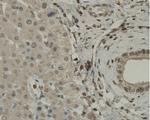 C9orf126 Antibody in Immunohistochemistry (Paraffin) (IHC (P))