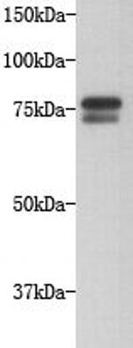 GOLGA5 Monoclonal Antibody (11-D7)