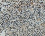 CCDC51 Antibody in Immunohistochemistry (Paraffin) (IHC (P))
