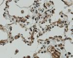 CCDC51 Antibody in Immunohistochemistry (Paraffin) (IHC (P))