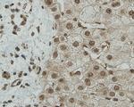 CCDC51 Antibody in Immunohistochemistry (Paraffin) (IHC (P))