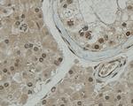 CCDC51 Antibody in Immunohistochemistry (Paraffin) (IHC (P))