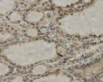 CCDC51 Antibody in Immunohistochemistry (Paraffin) (IHC (P))